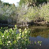Bird Trail - Merrit Island